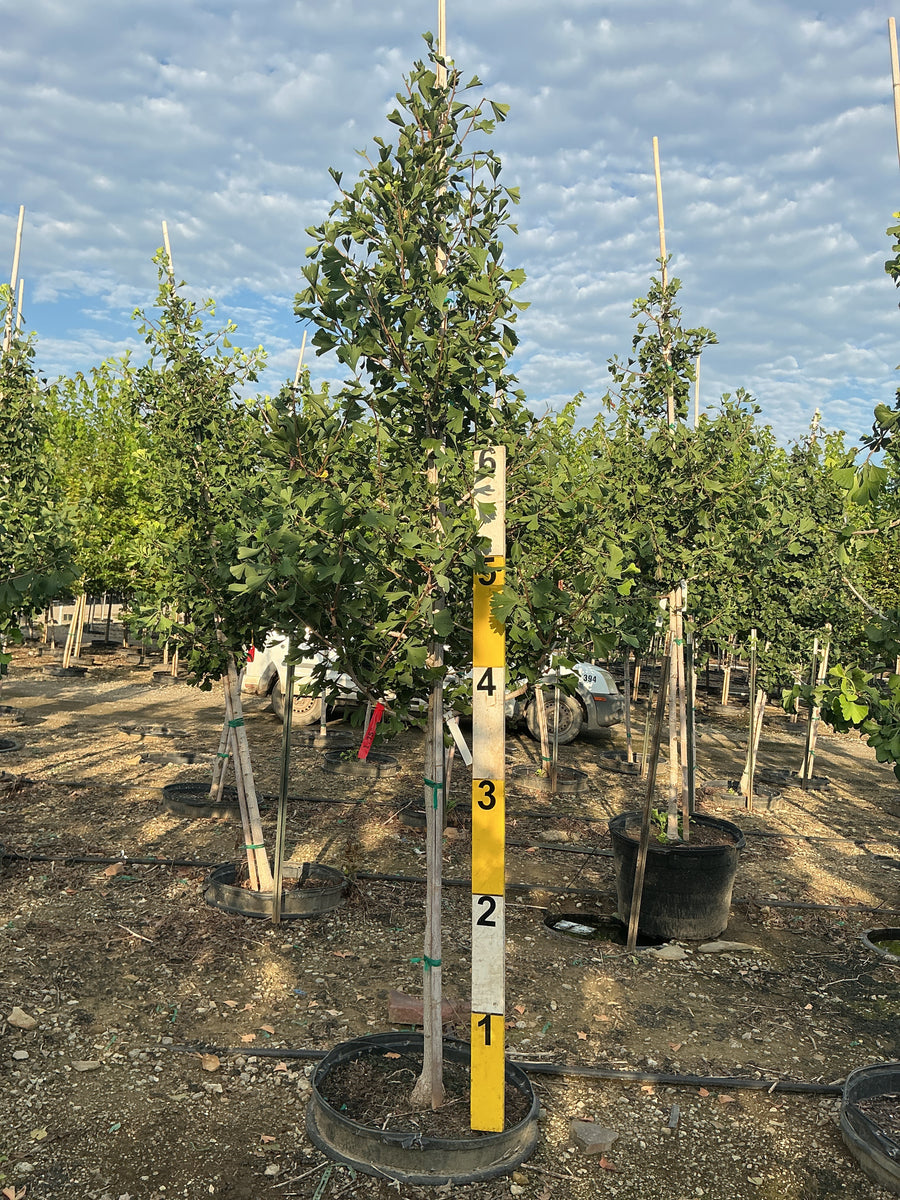 Ginkgo biloba 'Princeton Sentry'