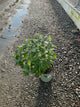 Chelone glabra