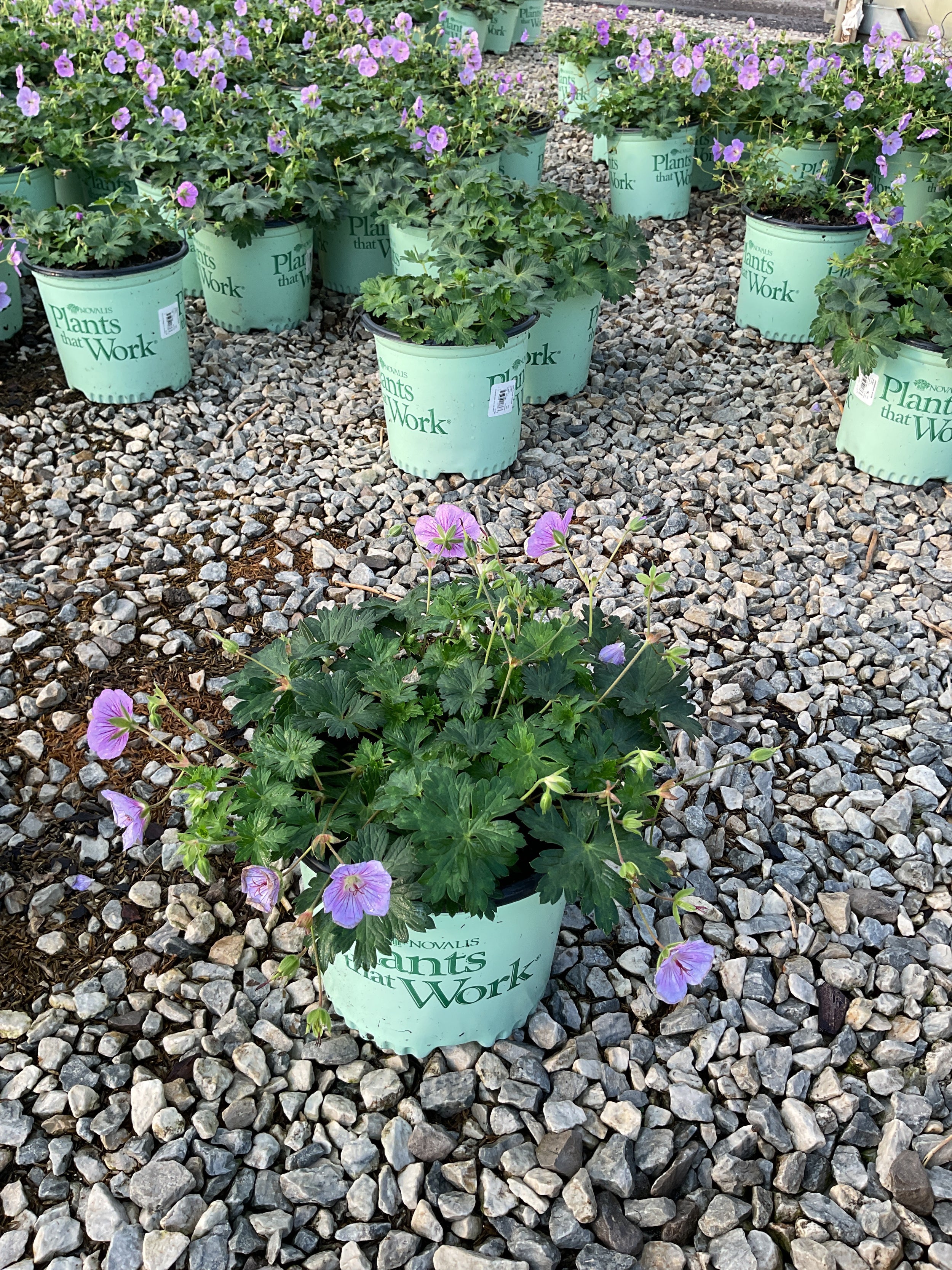 Geranium azure 'Rush'