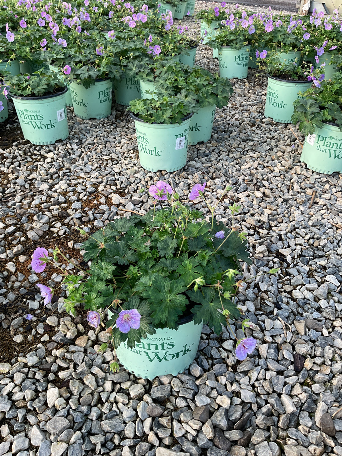 Geranium azure 'Rush'
