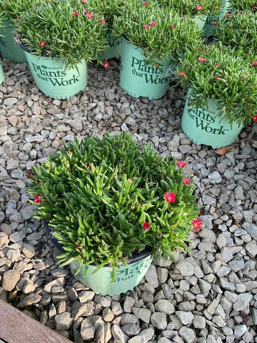 Delosperma delosperma 'Jewel of Desert Garnet'
