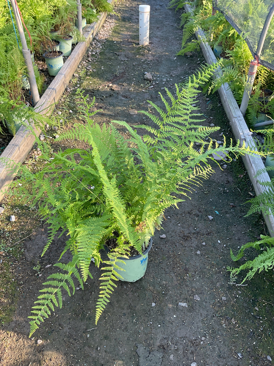 Dennstaedtia 'Hayscented'