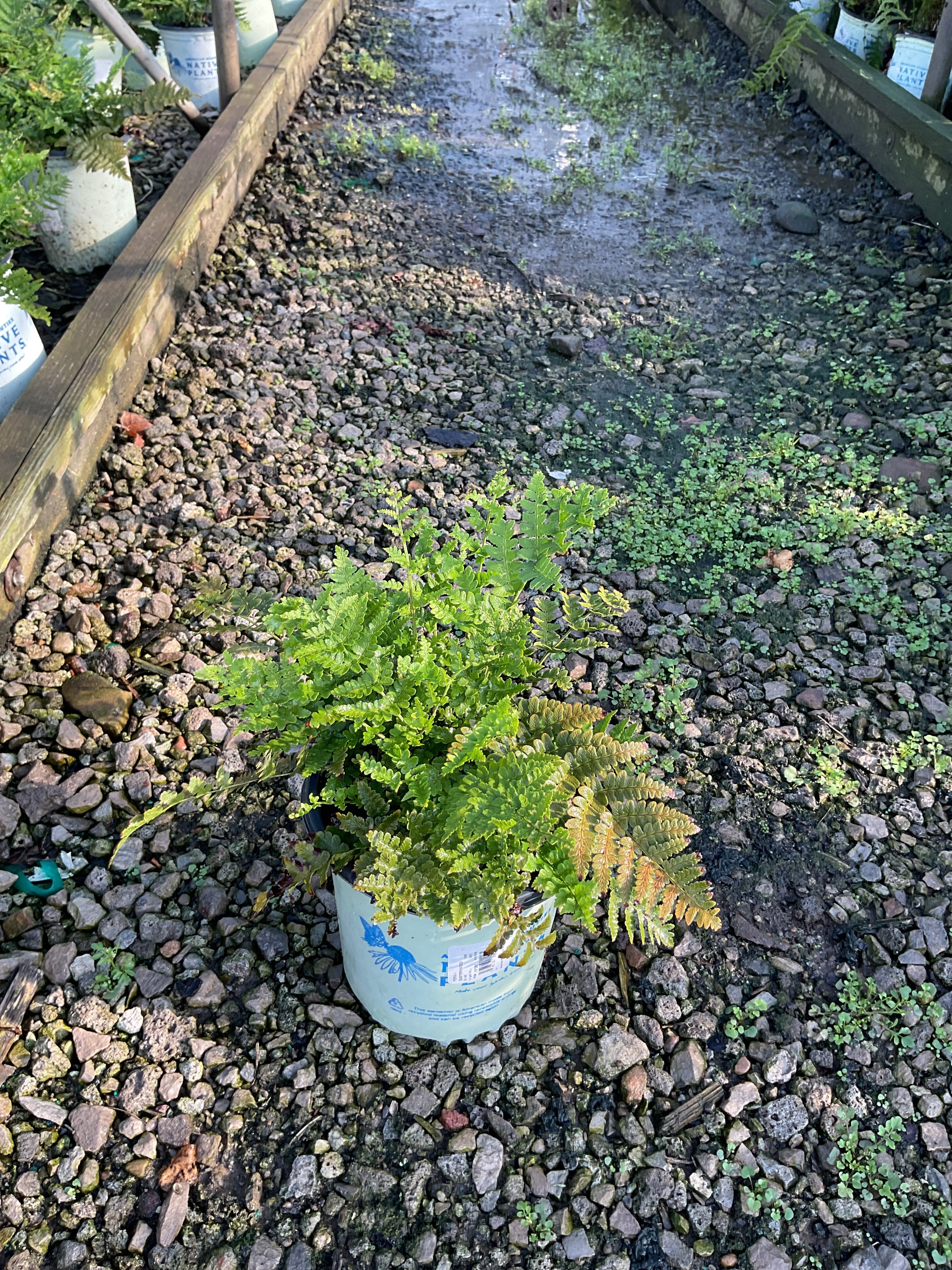 Dryopteris 'Easternwood'