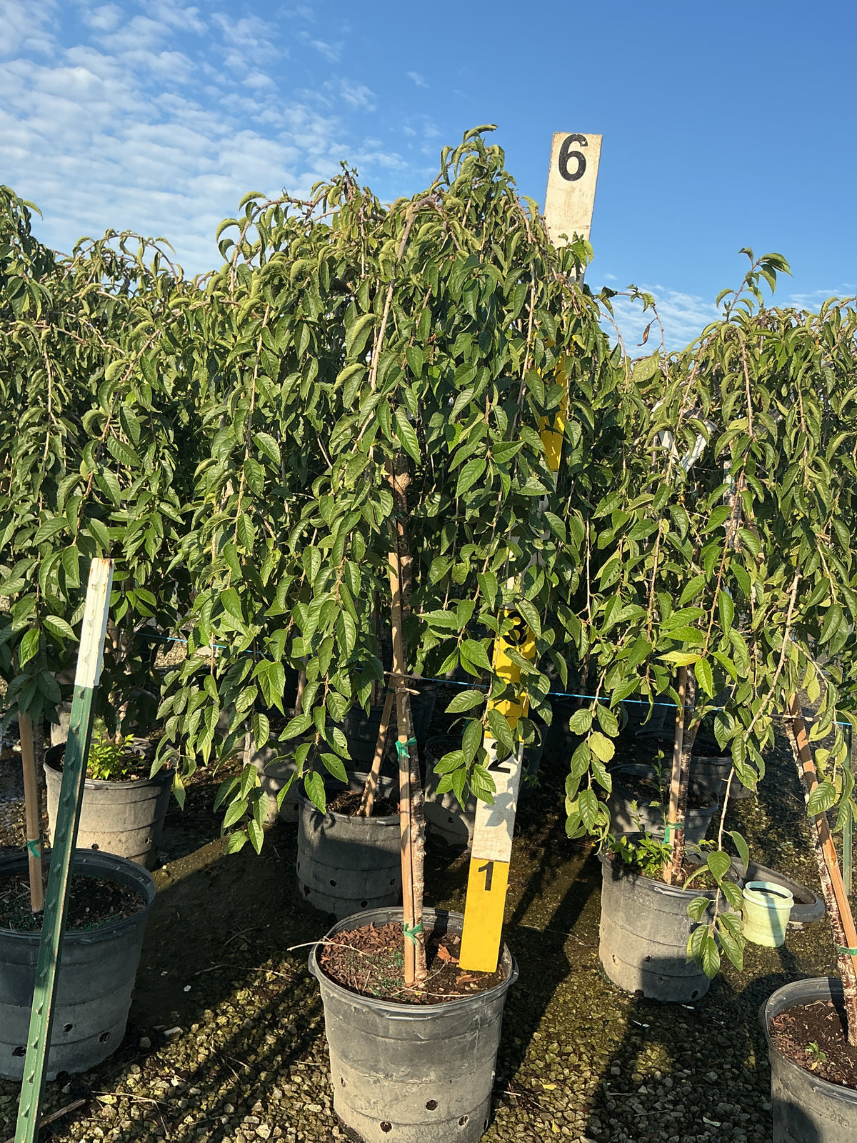 Prunus x 'Snofozam'