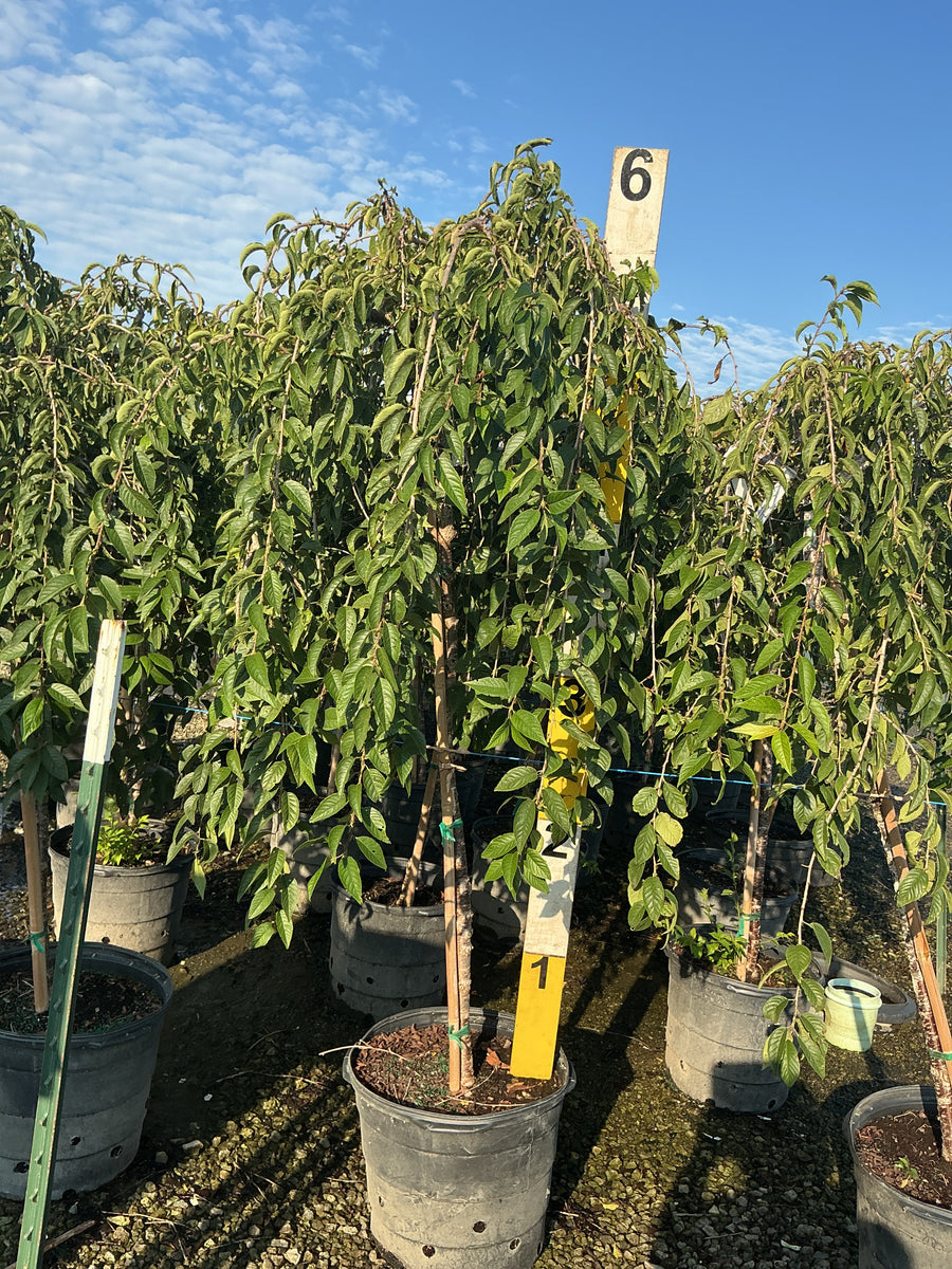Prunus x 'Snofozam'