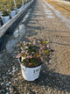 Hibiscus x 'Summerific Valentines Crush'