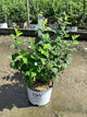 Philadelphus illuminati 'Arch'