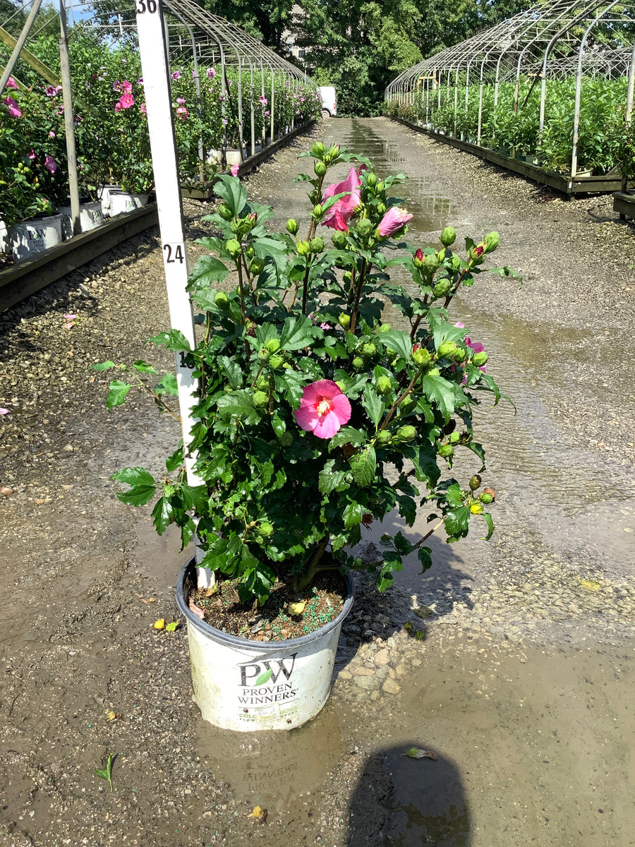 Hibiscus paraplu 'Rouge'