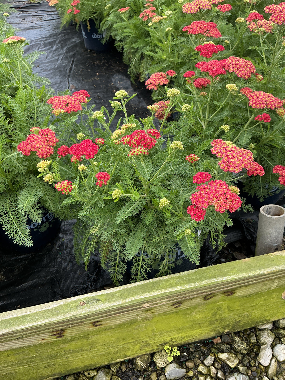 Achillea millefolium SkySail™ Fire  ‘Bosachskyfi’