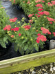 Achillea millefolium SkySail™ Fire  ‘Bosachskyfi’
