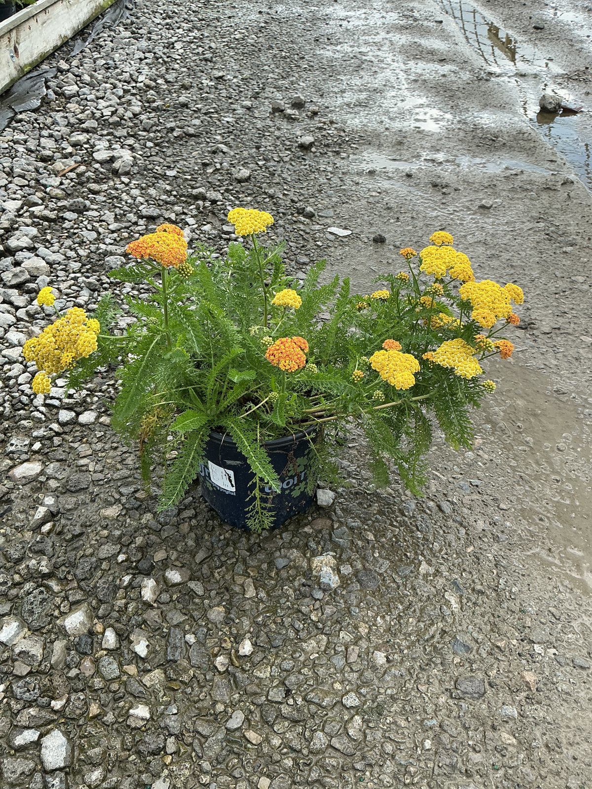 Achillea millefolium Skysail Yellow 'Bosachskyye''