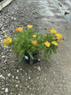 Achillea millefolium Skysail Yellow 'Bosachskyye''