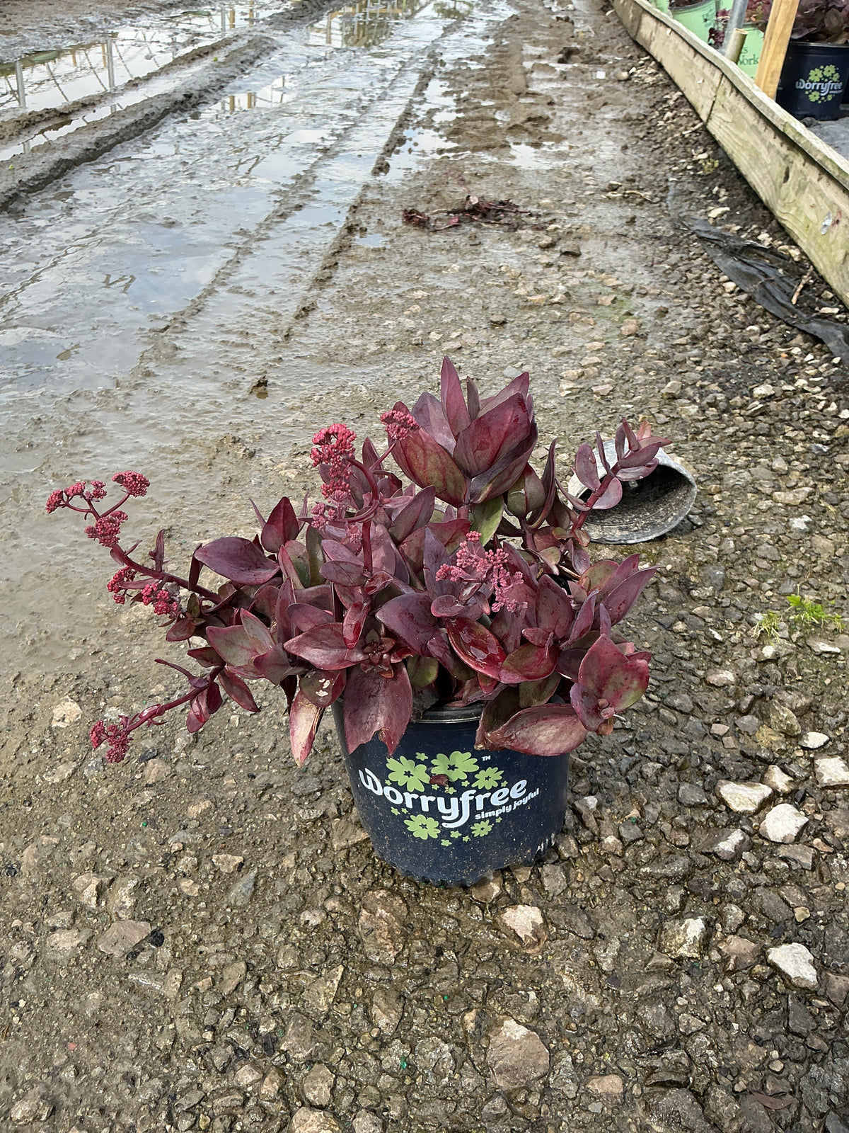 Sedum 'Wineberry Delight'