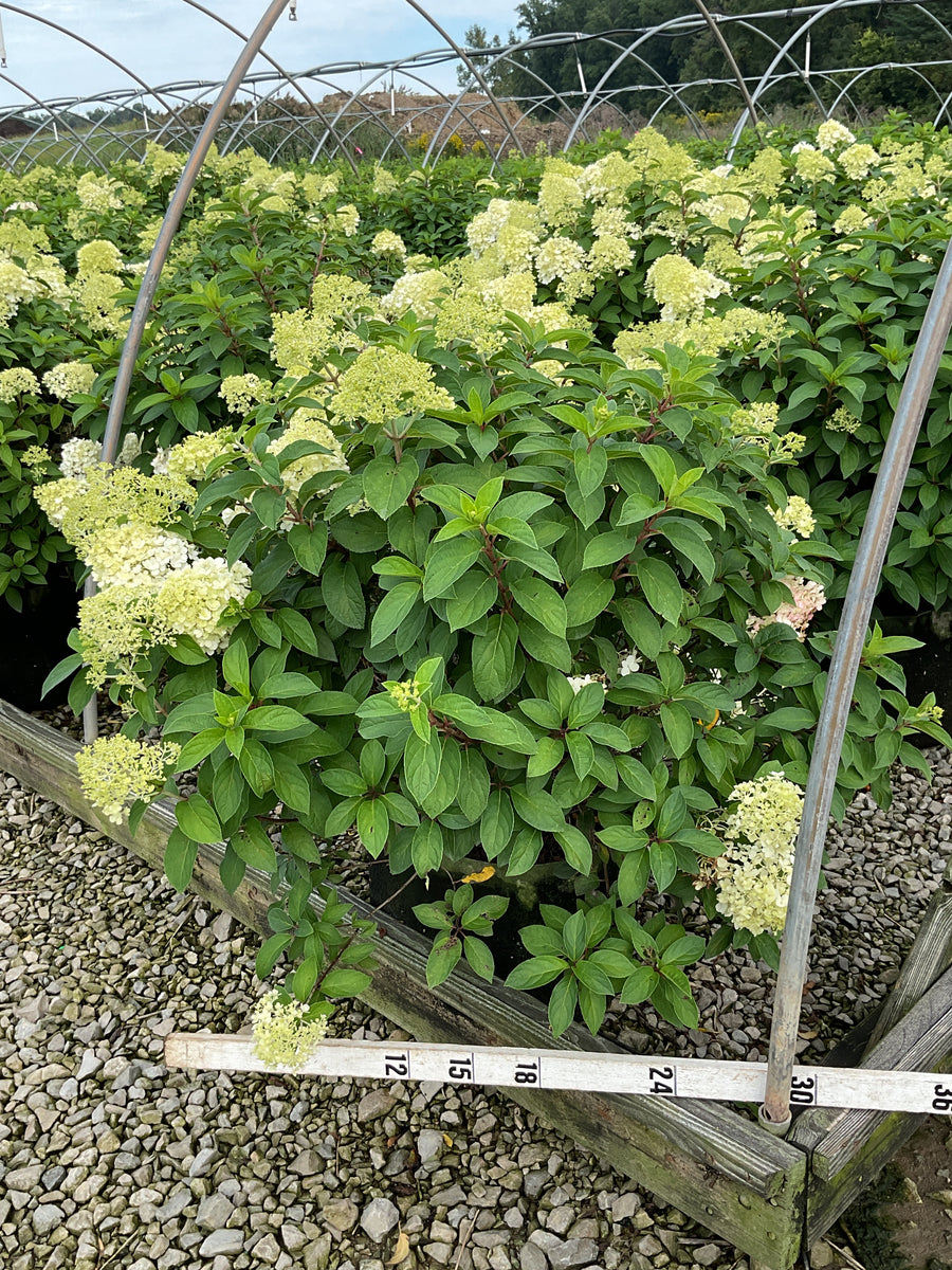 Hydrangea paniculata 'Bobo'