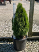 Thuja occidentalis 'Emerald Petite'
