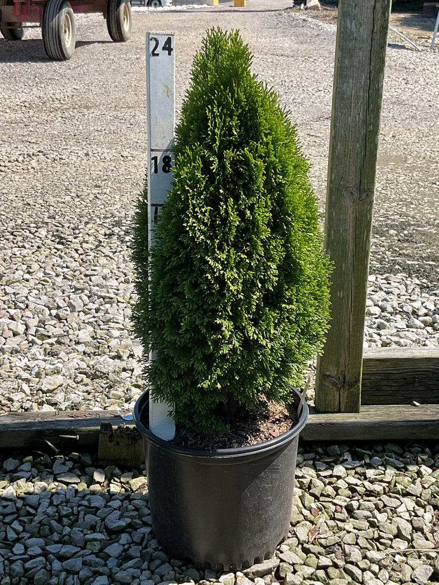Thuja occidentalis 'Emerald Petite'