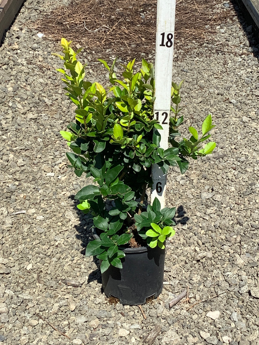 Ligustrum x vicary 'Vicaryi'