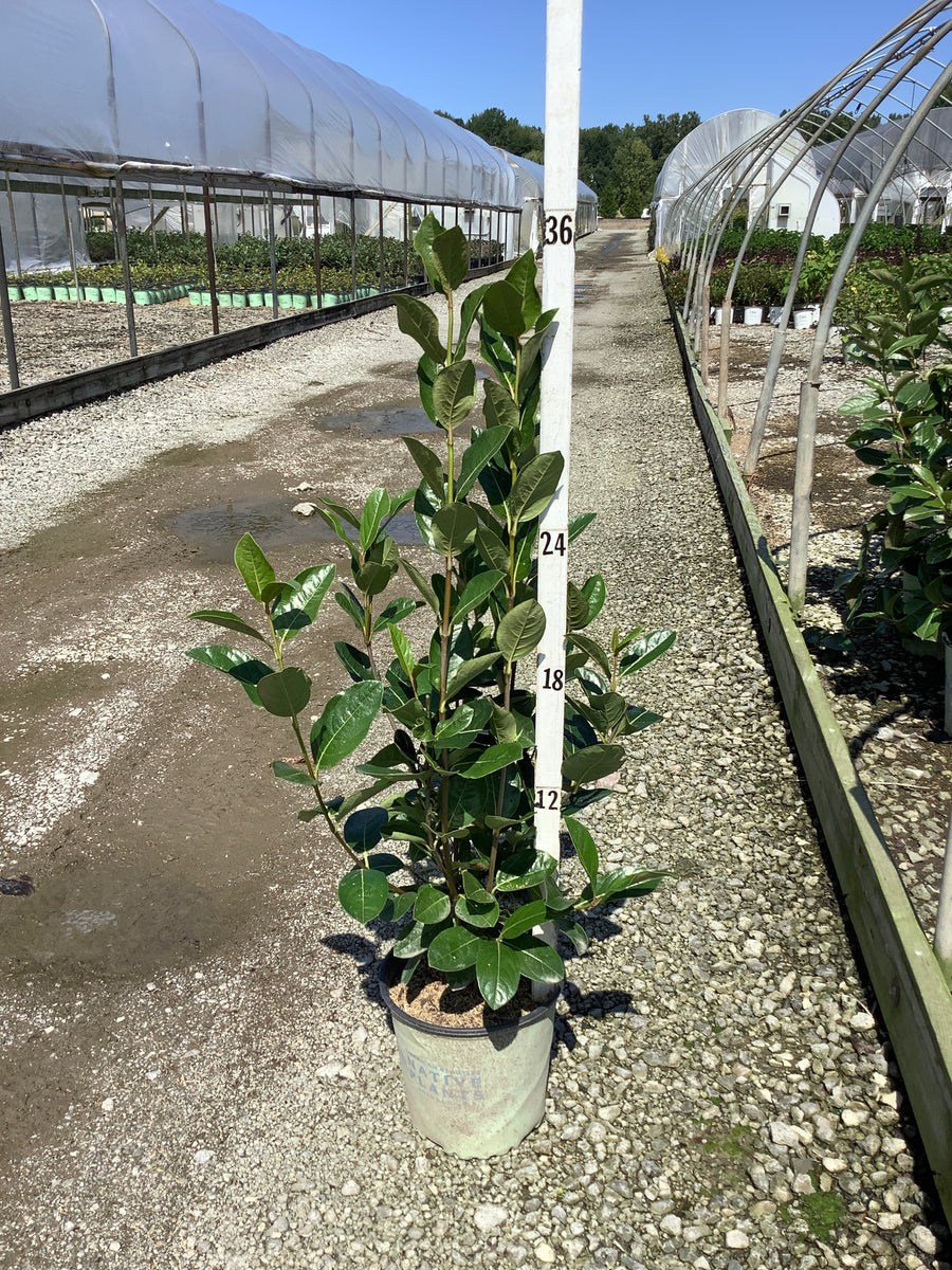Viburnum nudum 'Winterthur'