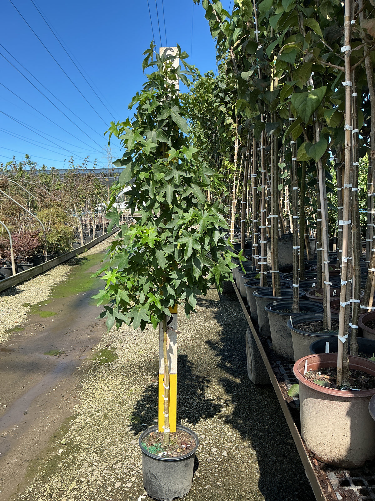 LIQUIDAMBAR HAPPIDAZE