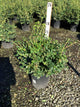 Euonymus fortunei 'Moonshadow'