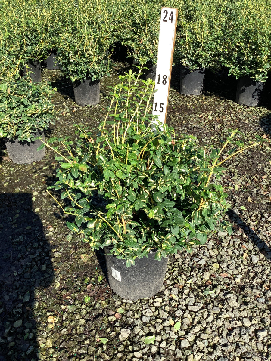 Euonymus fortunei 'Moonshadow'