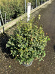 Euonymus fortunei 'Emerald N Gold'