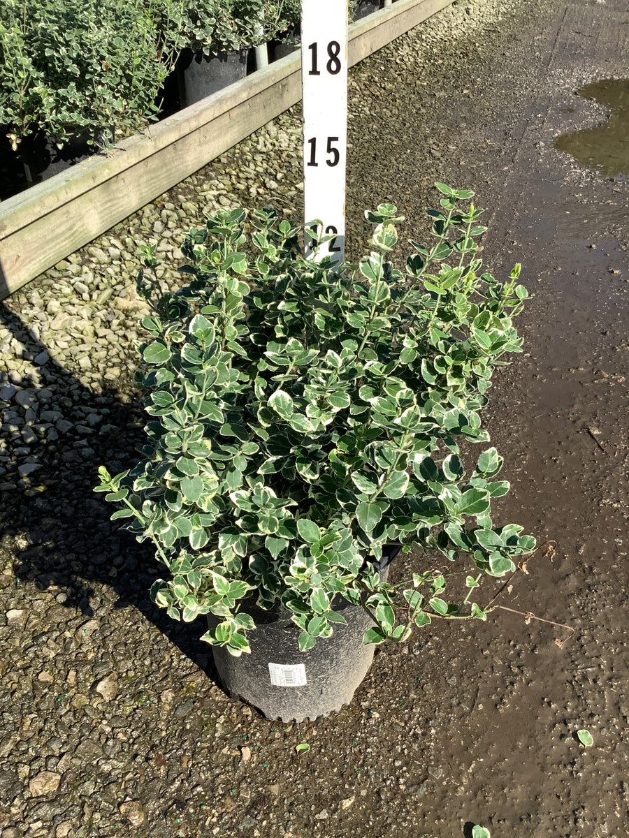 Euonymus fortunei 'Emerald Gaiety'