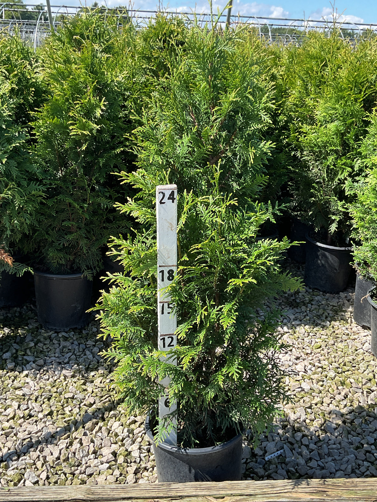 Thuja x 'Junior Giant'