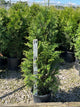Thuja x 'Junior Giant'