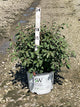 Euonymus alatus Fire Ball Seedless®