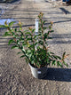 Viburnum farreri 'Nanum'