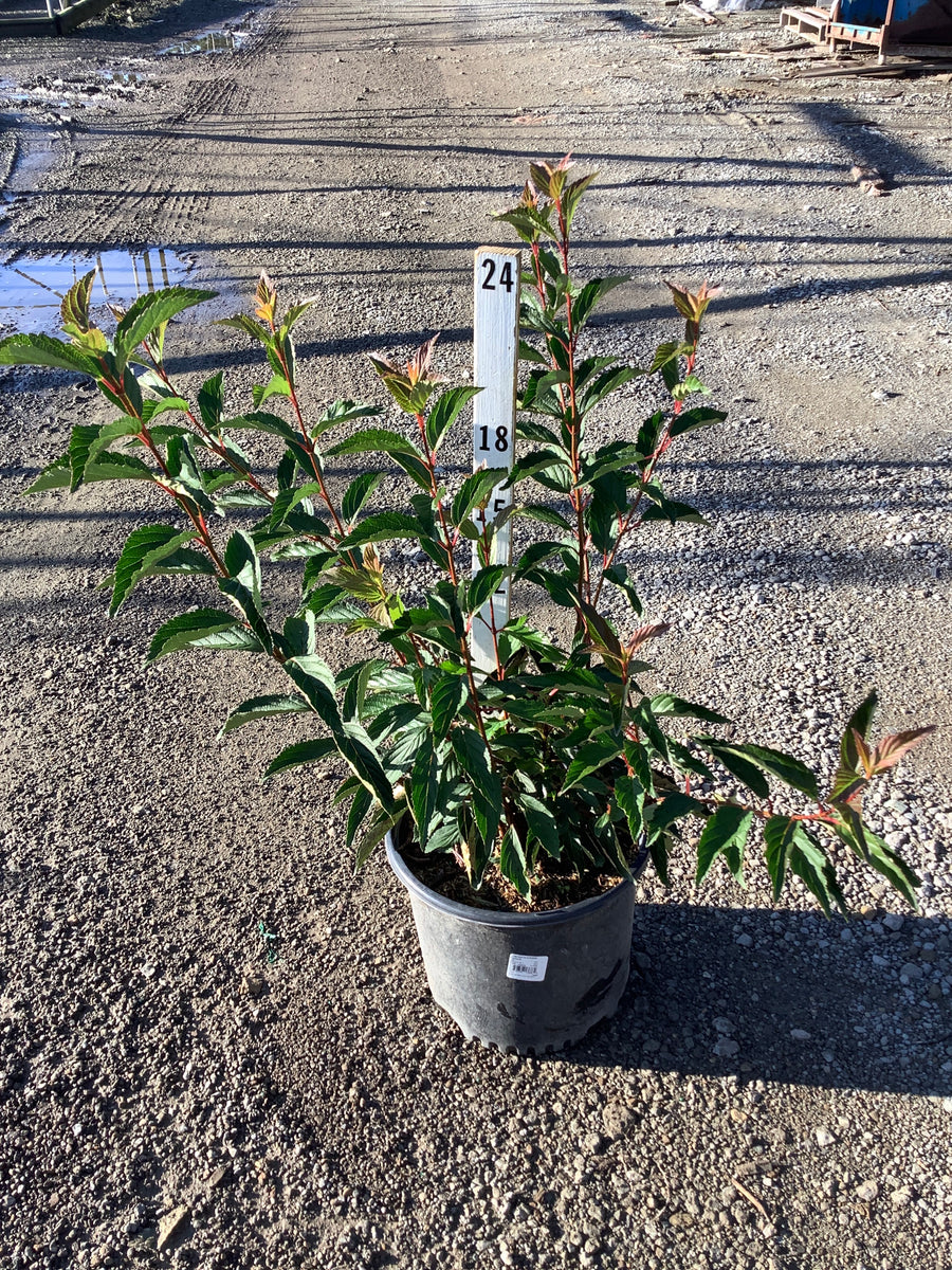 Viburnum farreri 'Nanum'