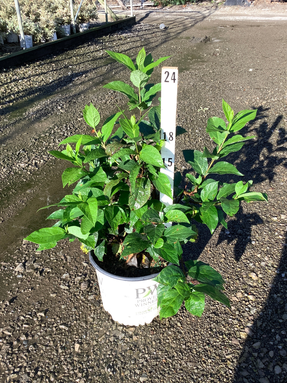 Calycanthus simply 'Scentsational'