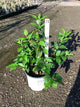 Calycanthus simply 'Scentsational'