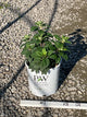 Hydrangea 'P Tiny Quick Fire'