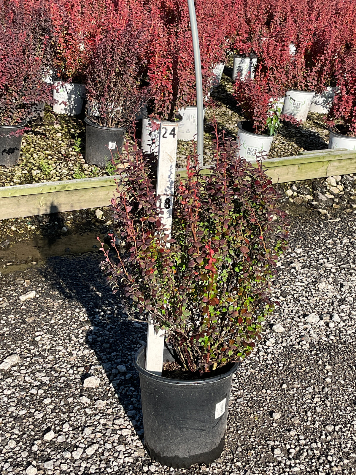 Berberis thunbergii 'Orange Rocket'