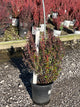 Berberis thunbergii 'Orange Rocket'