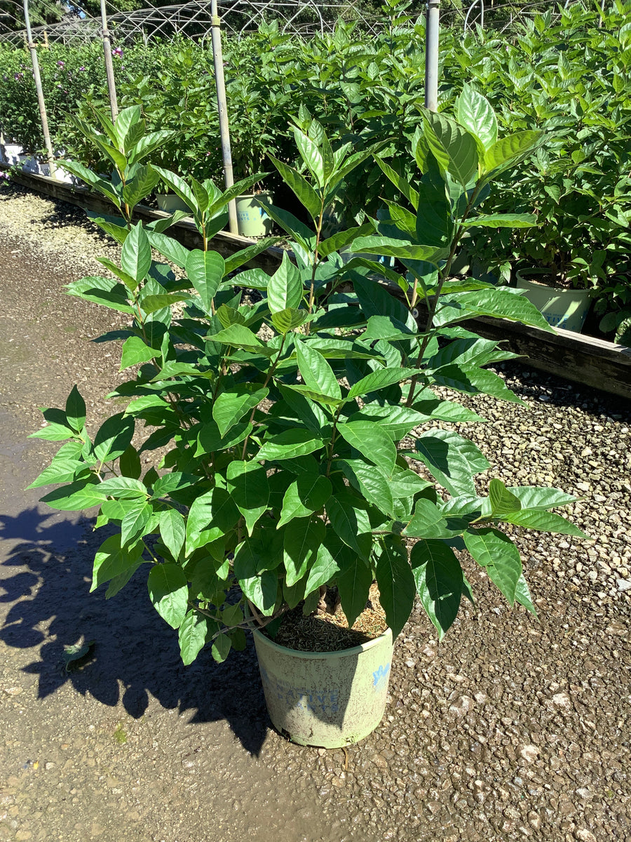 Cephalanthus O 'Crimson Comet'