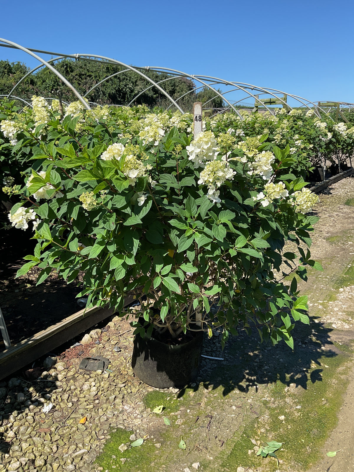 Hydrangea 'P Fire Light'