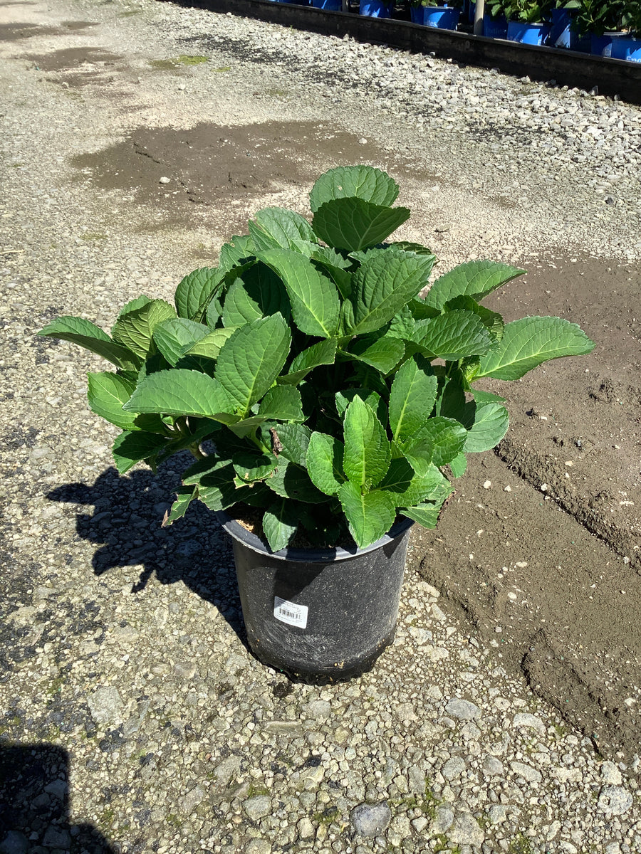 Hydrangea macrophylla 'Cherry Explosion'