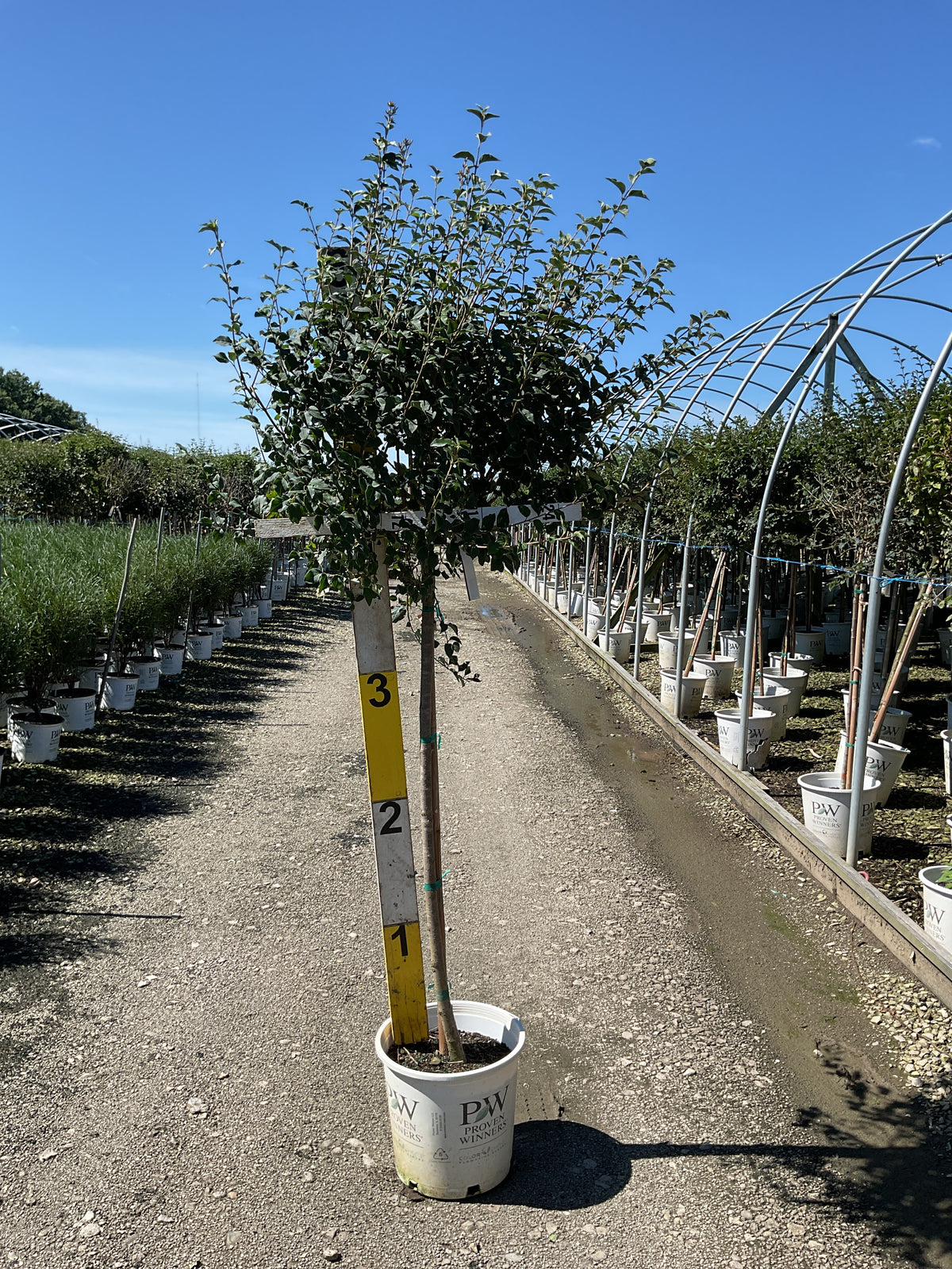 Syringa x 'Penda'