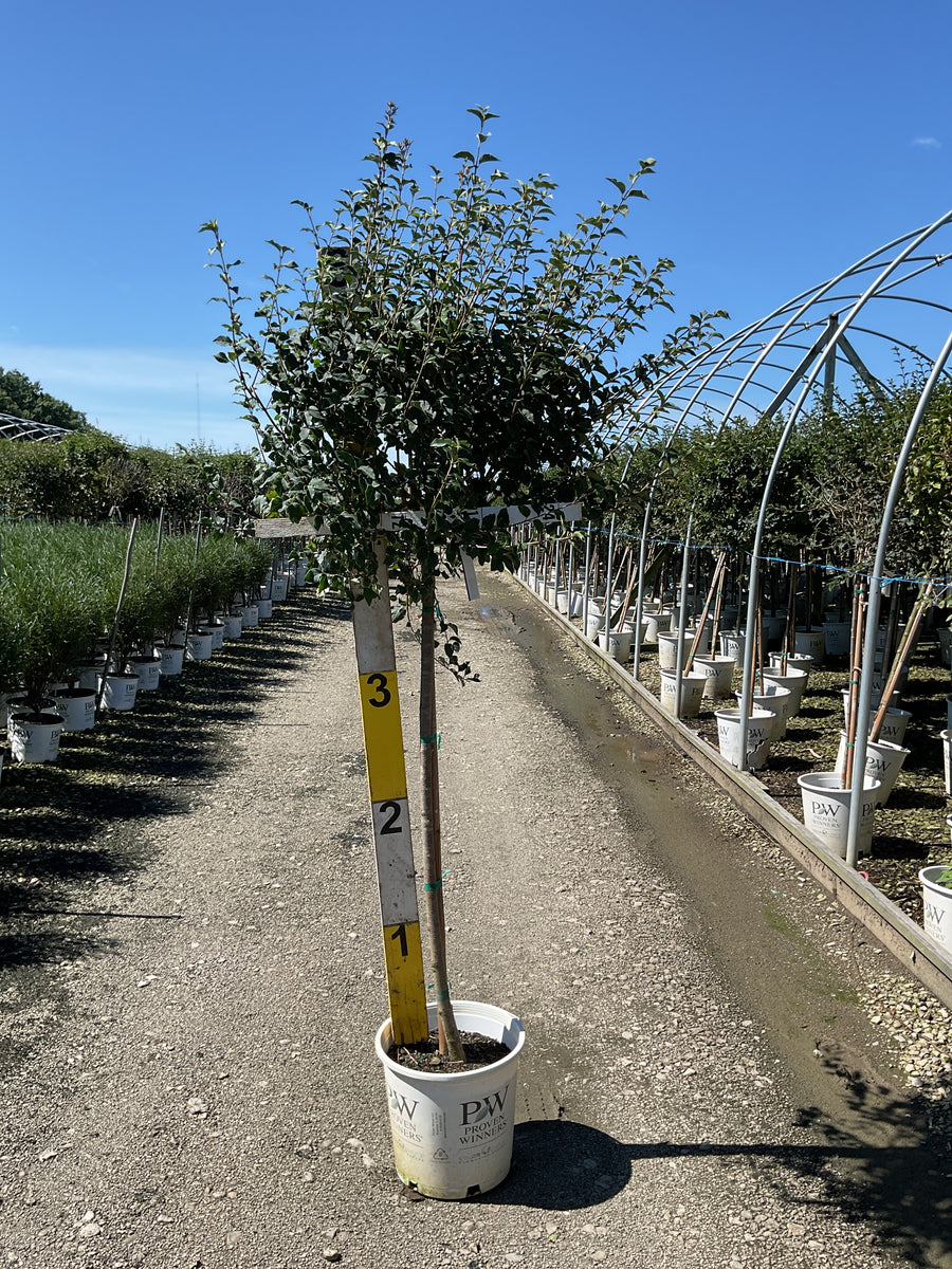 Syringa x 'Penda'