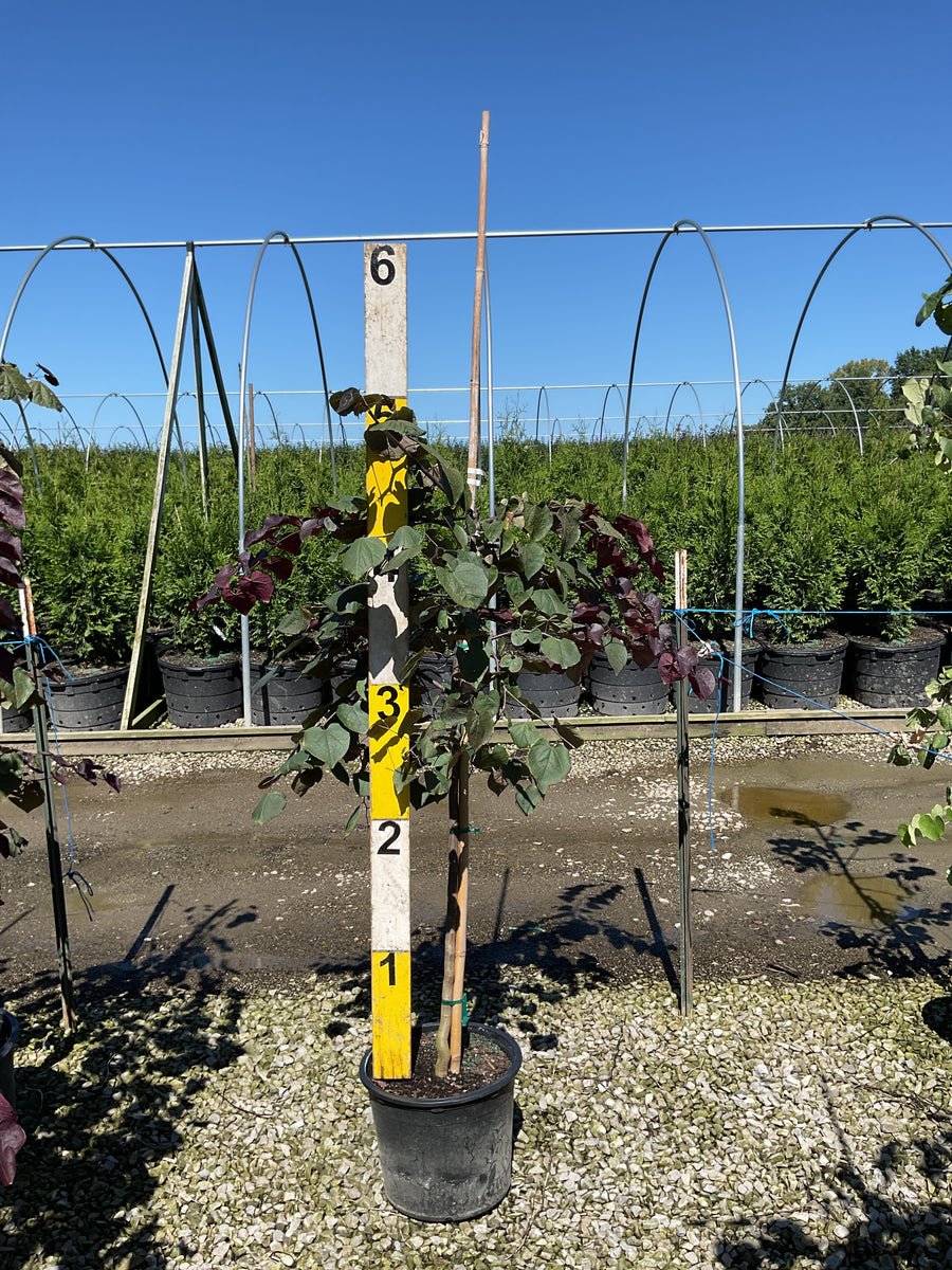 Cercis canadensis 'Ruby Falls'