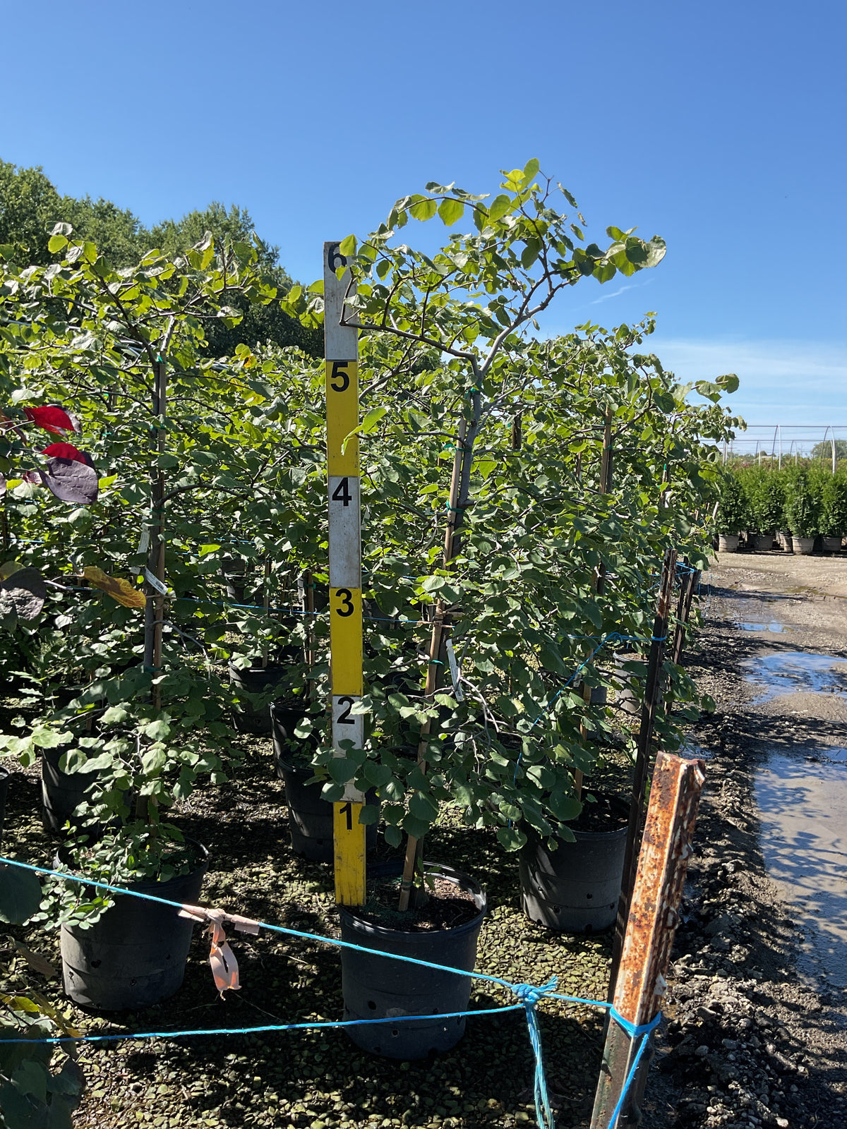 Cercis canadensis 'Pink Heartbreaker'
