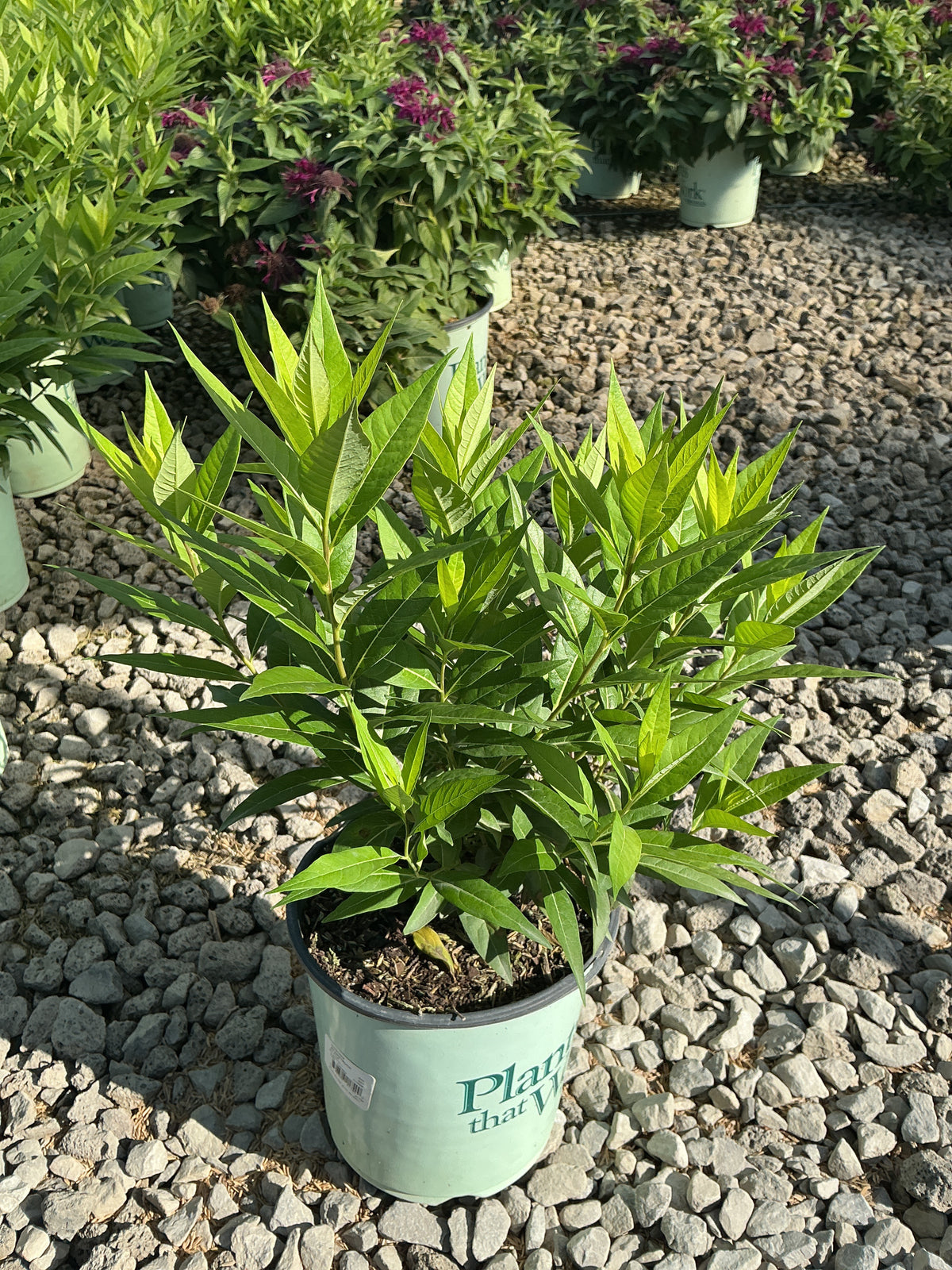 Amsonia starstruck