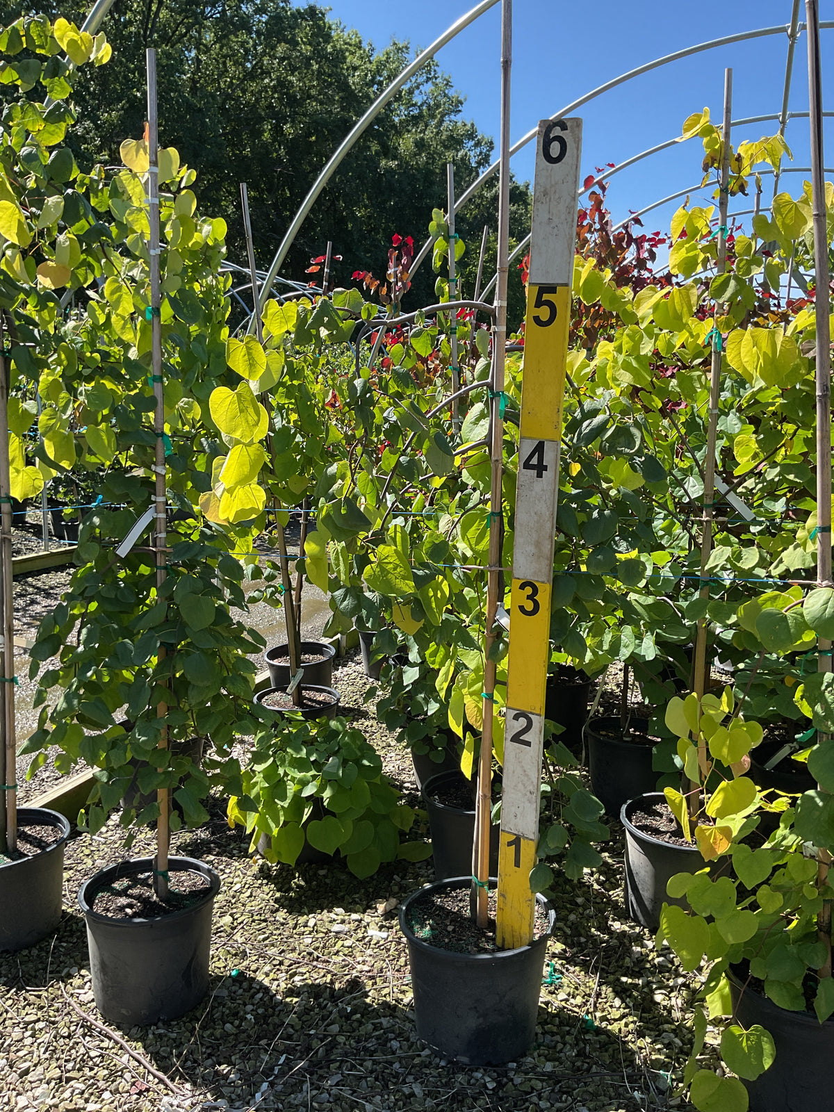 Cercis canadensis 'Golden Falls'