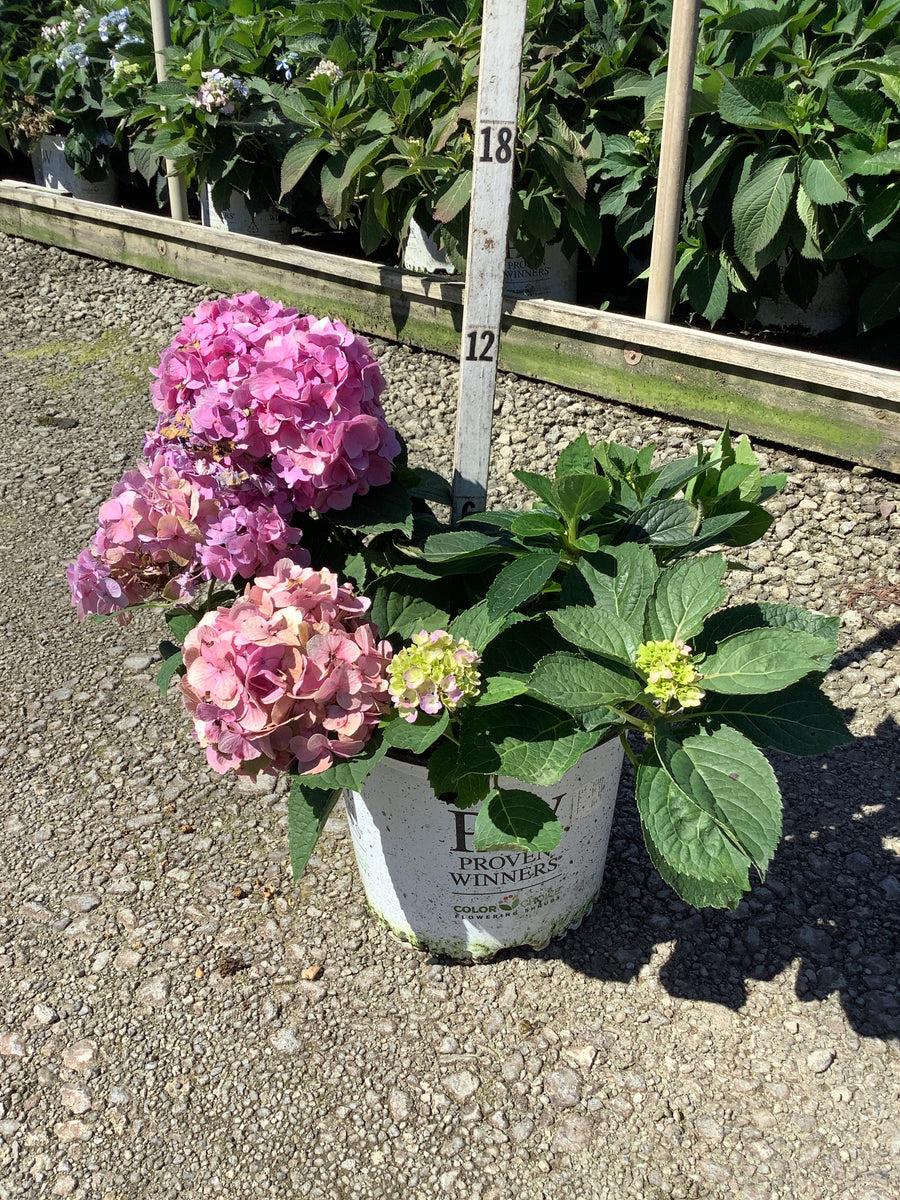 Hydrangea macrophylla 'Lets Dance Sky View'