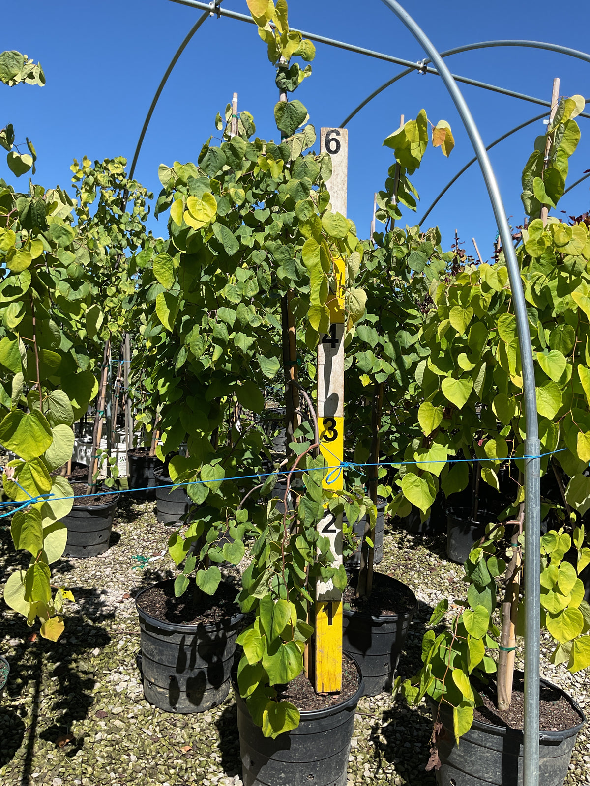 Cercis canadensis 'Golden Falls'