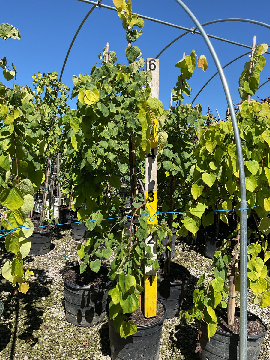 Cercis canadensis 'Golden Falls'