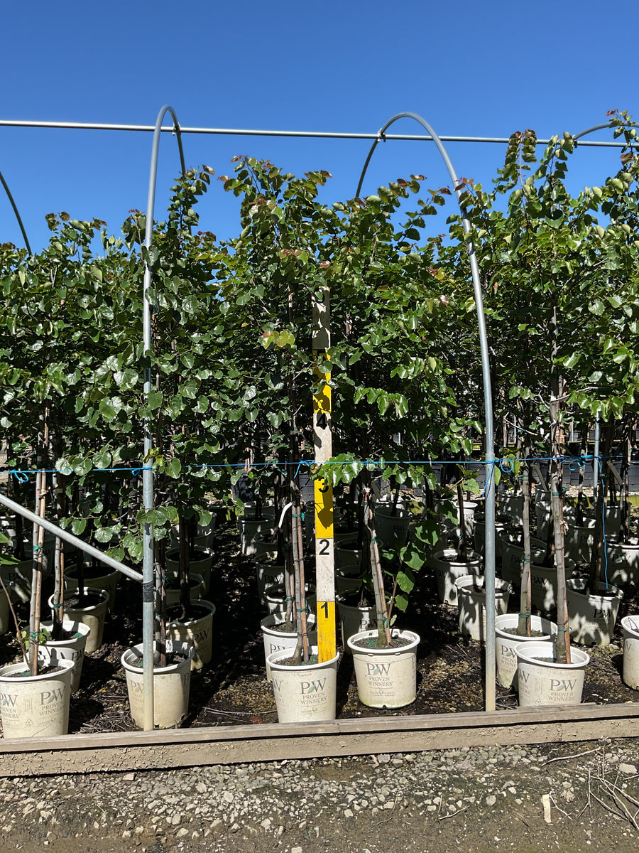 Cercis canadensis 'Luscious Lavender'